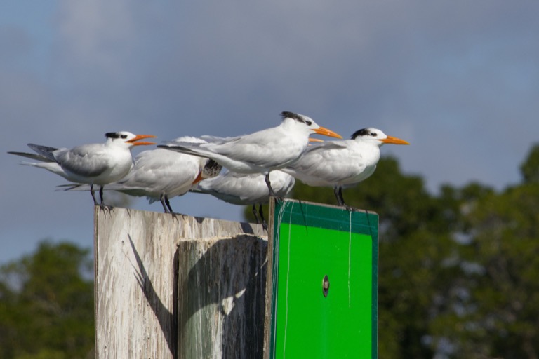 Royal Terns