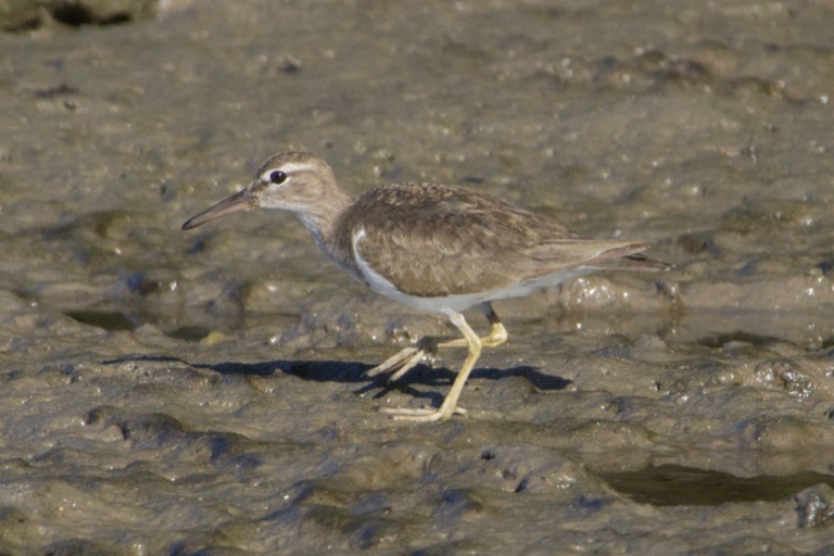 Spotted Sandpiper