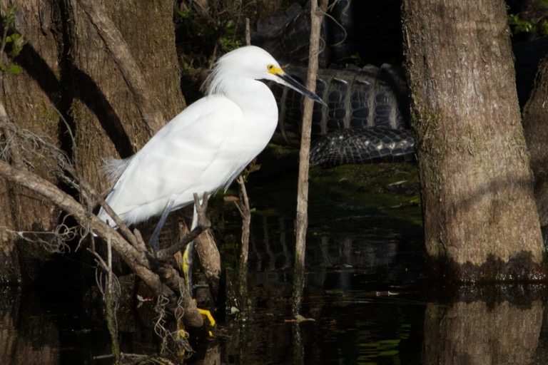 Snowy Egret