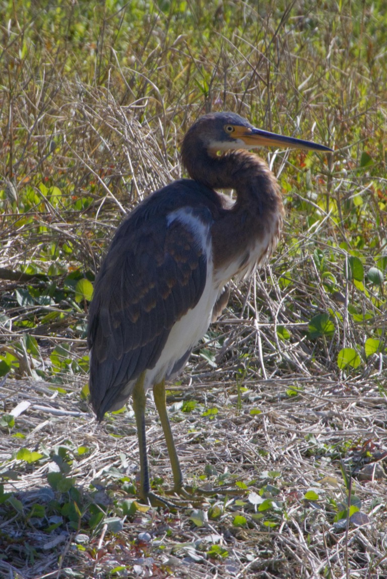 Tri-color Heron