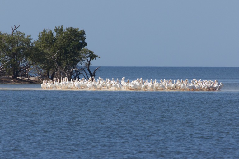 White Pelicans