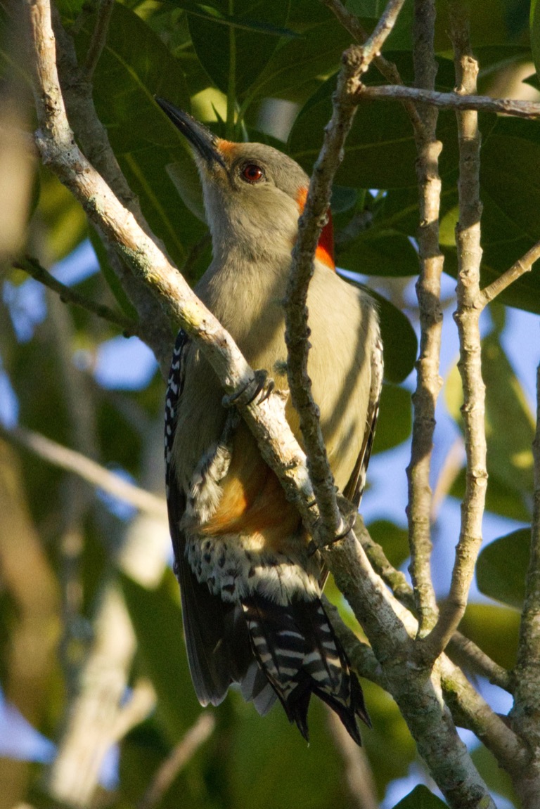 Red-breasted Woodpecker