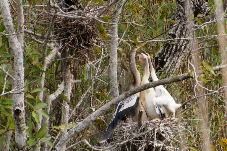 Anhinga and three chicks