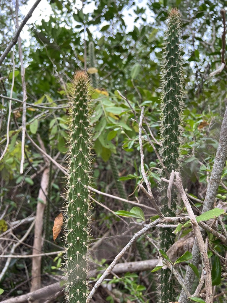 Cactus