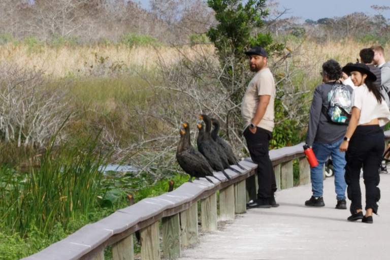 Cormorants lined up