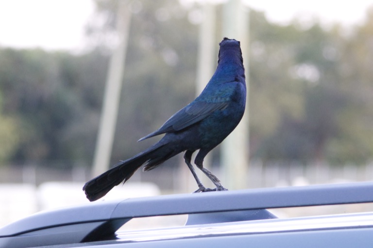 Boat-tailed Grackle