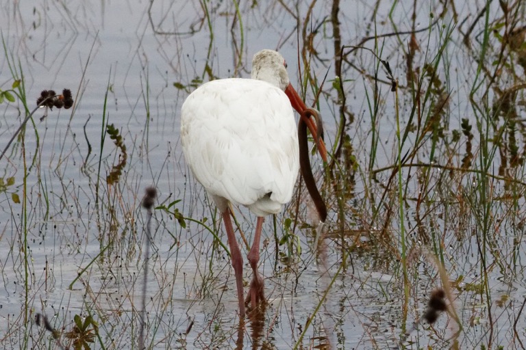 White Ibis with an eel