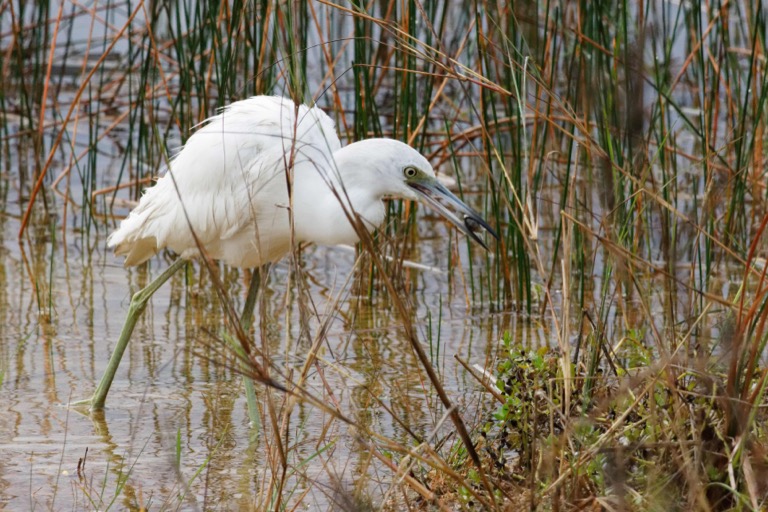 Little Blue Heron with a fish