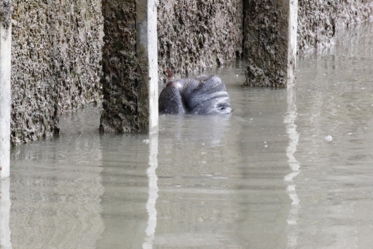 Manatee