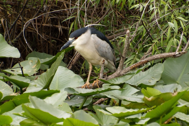 Black Crowned Night Heron