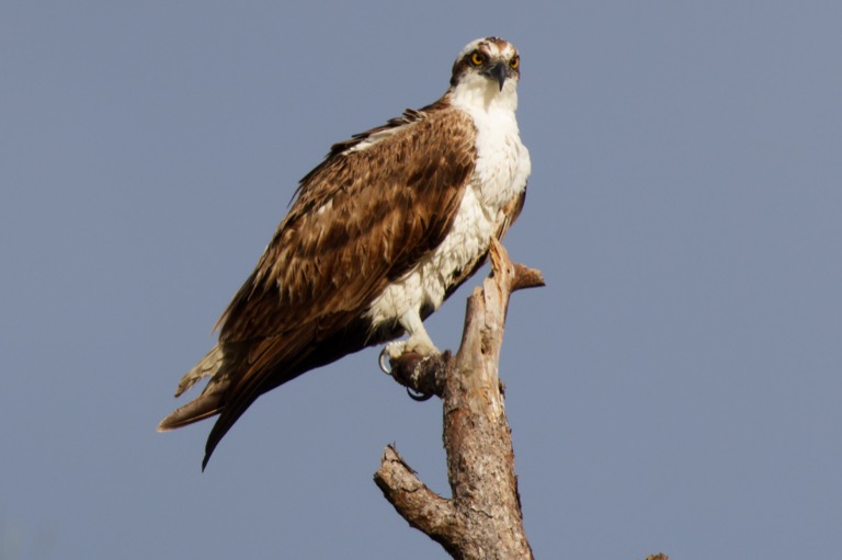 Osprey