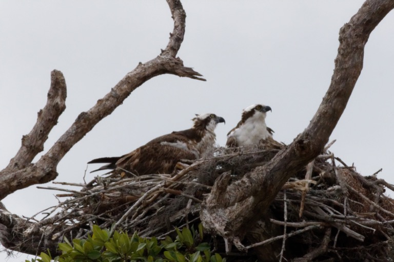 Osprey Nest