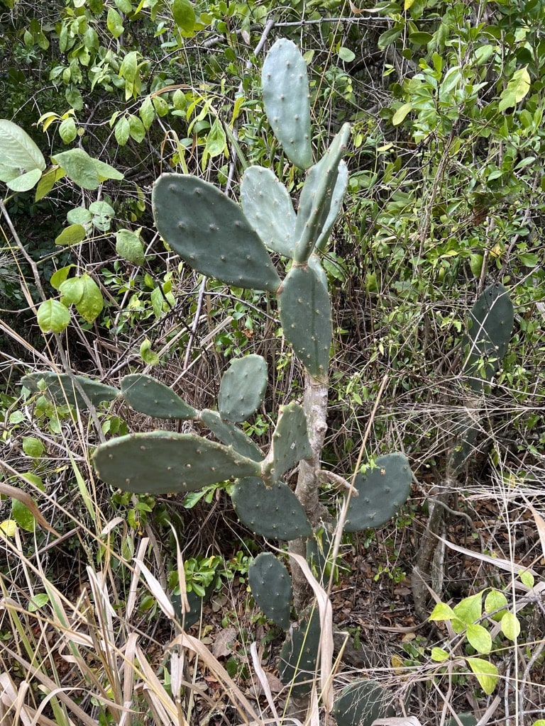 Prickly Pear