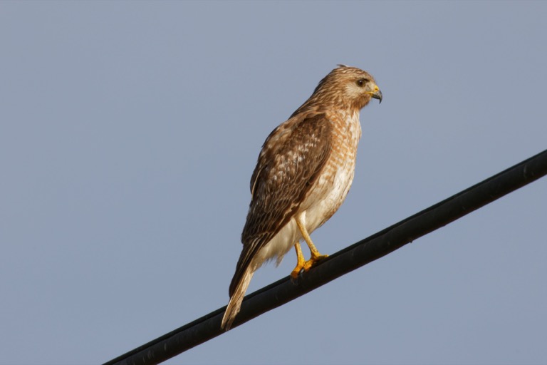 Red-shouldered Hawk