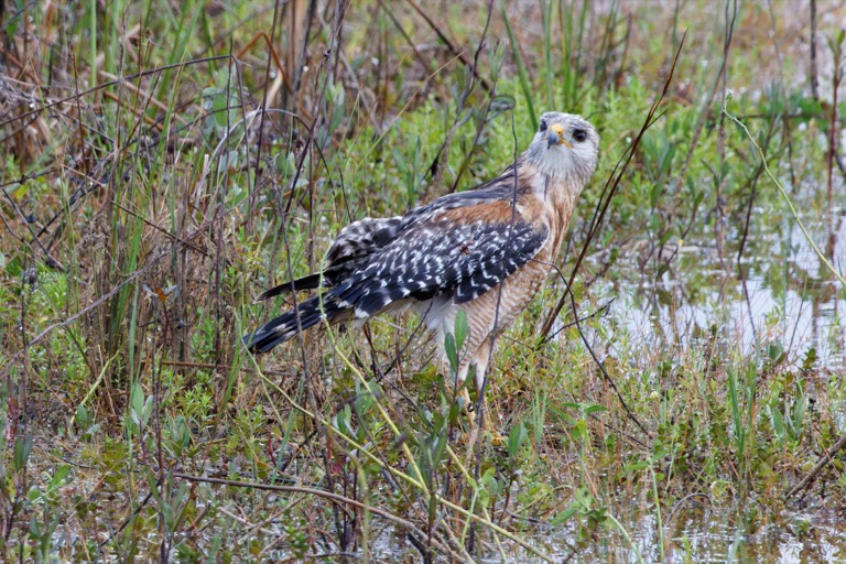 Red-shouldered Hawk