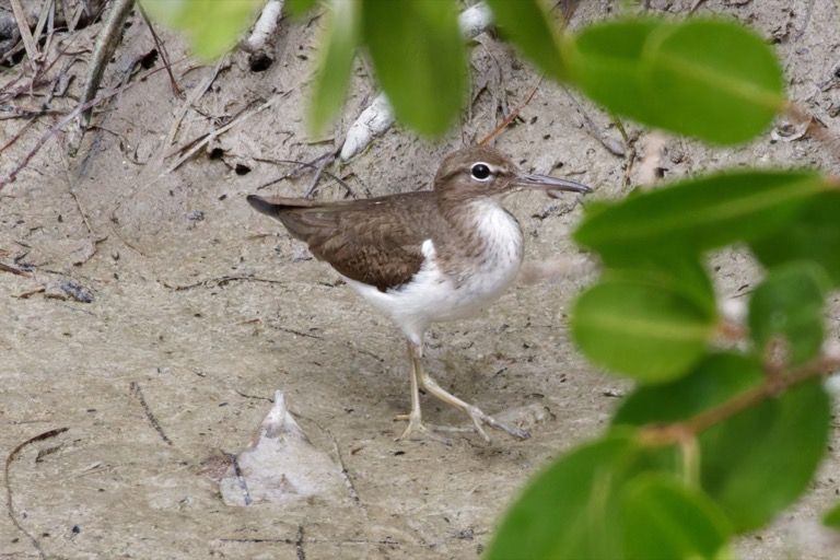 Spotted Sandpiper