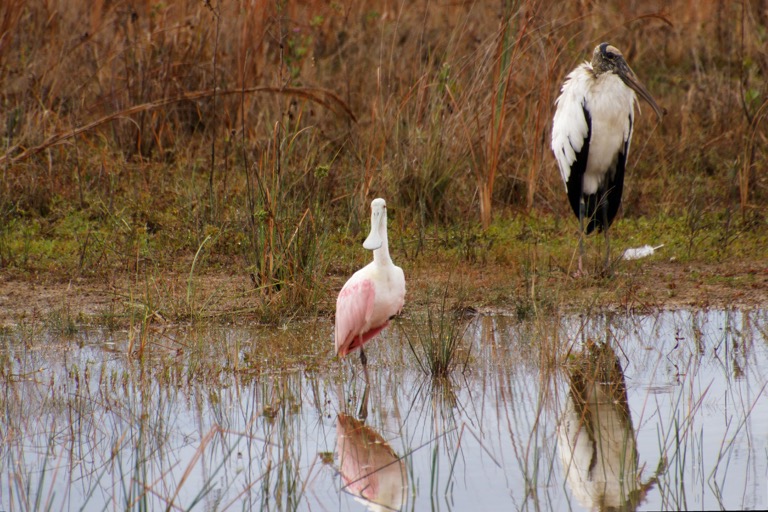 Roseate Spoonbill