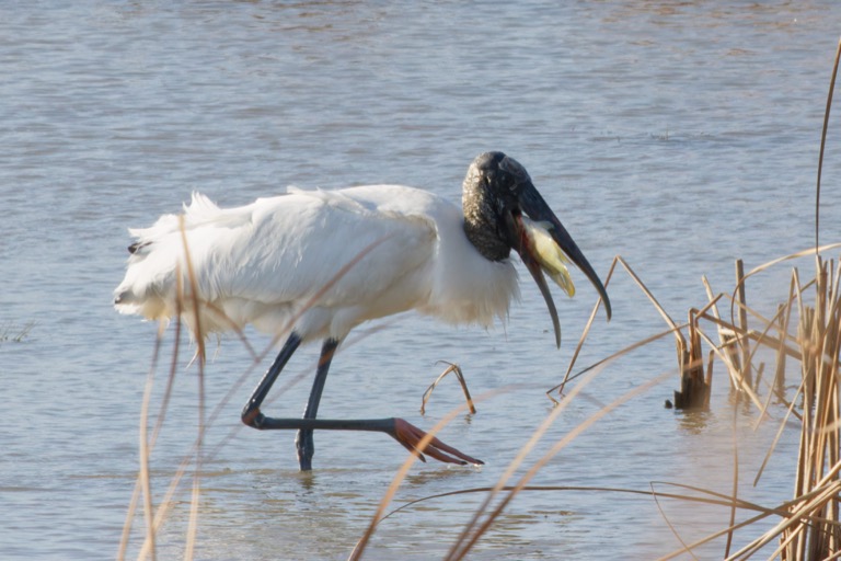 Wood Stork with a fish