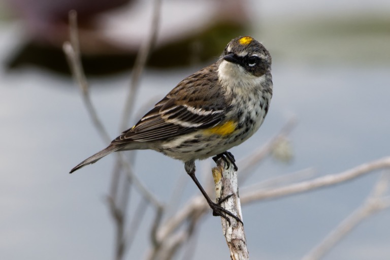 Yellow Rumped Warbler