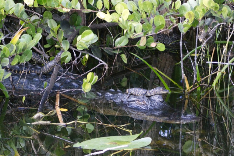 Alligator with young