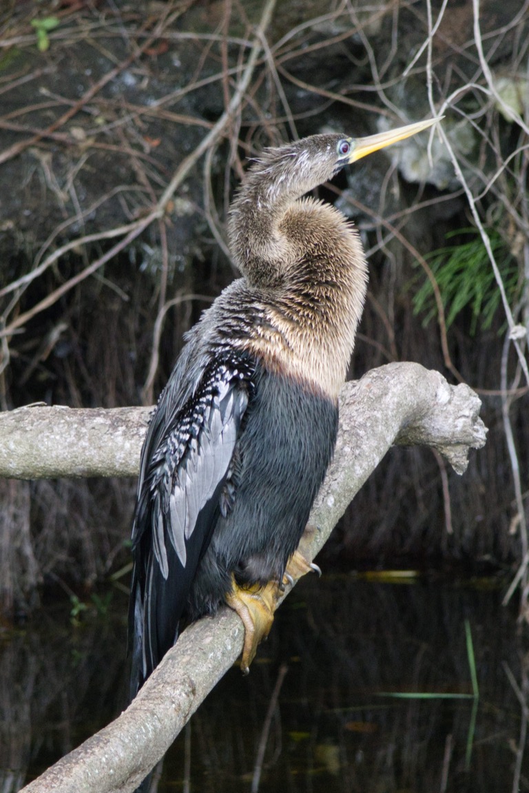 Anhinga