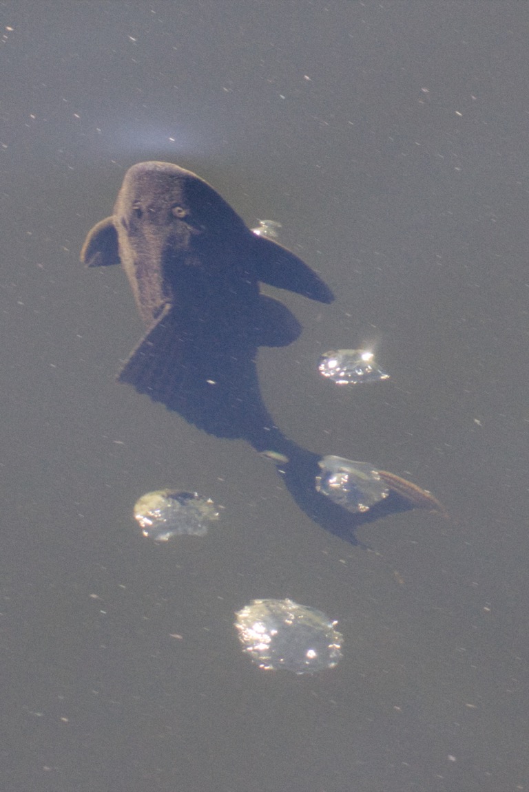 Sailfin Catfish