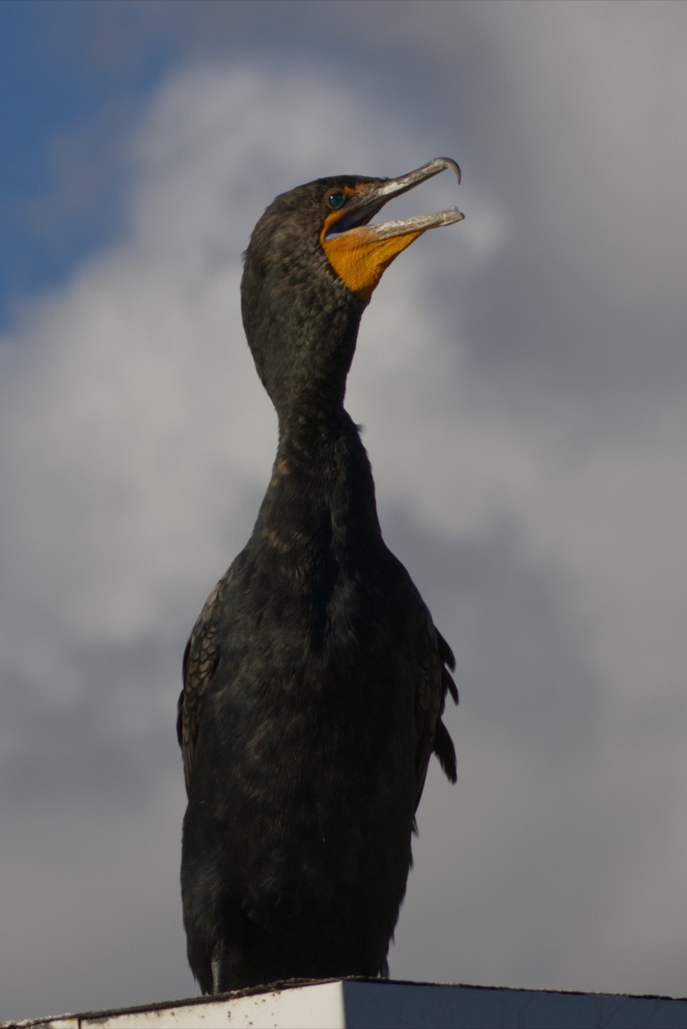 Double-crested Cormorant