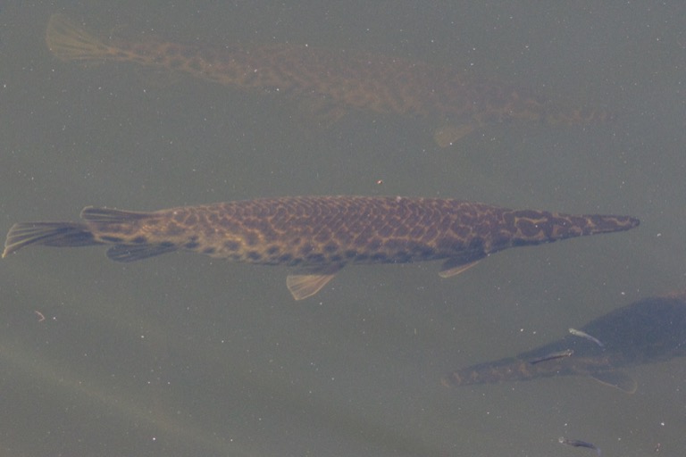 Florida Gar