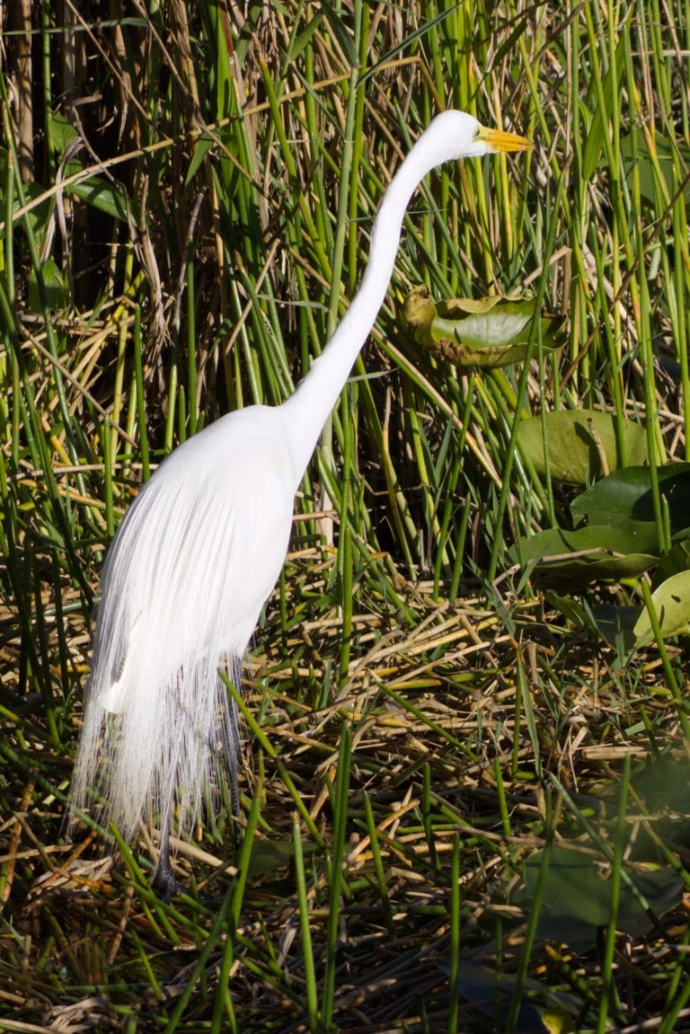 Great Egret