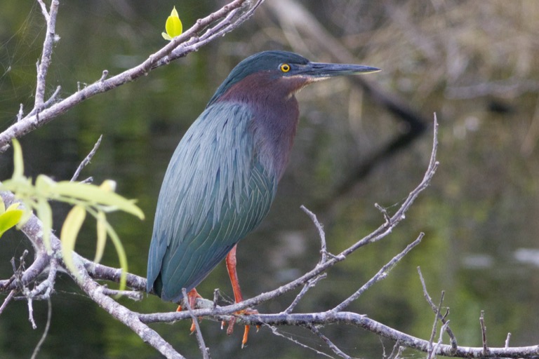 Green Heron