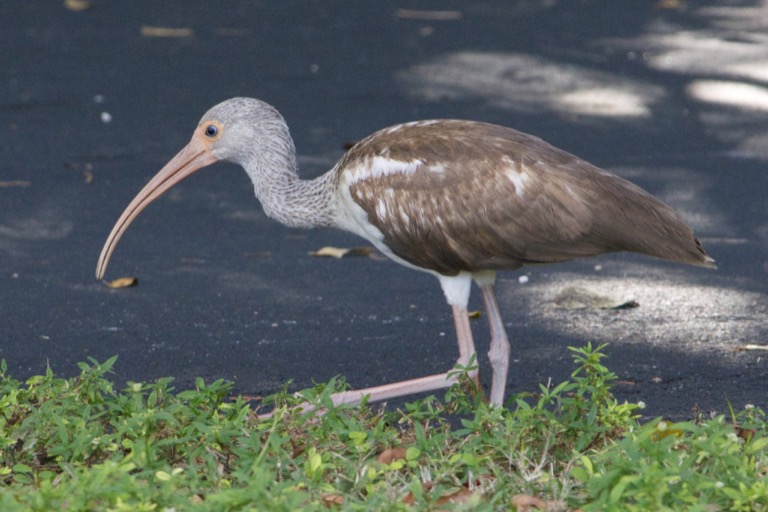 Immature White Ibis