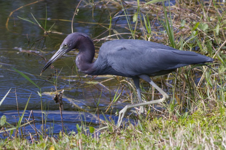 Little Blue Heron with a fish