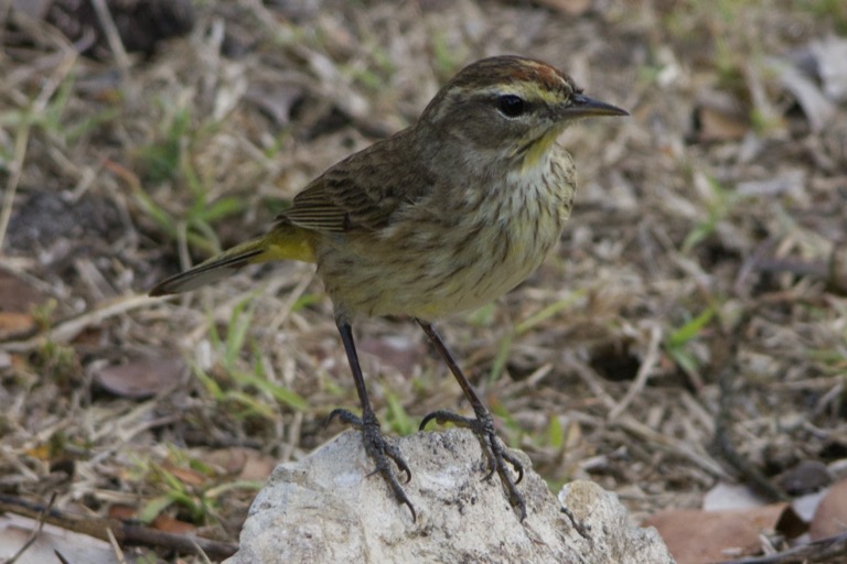 Palm Warbler