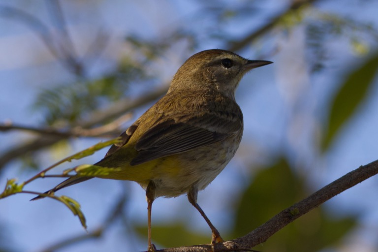 Palm Warbler