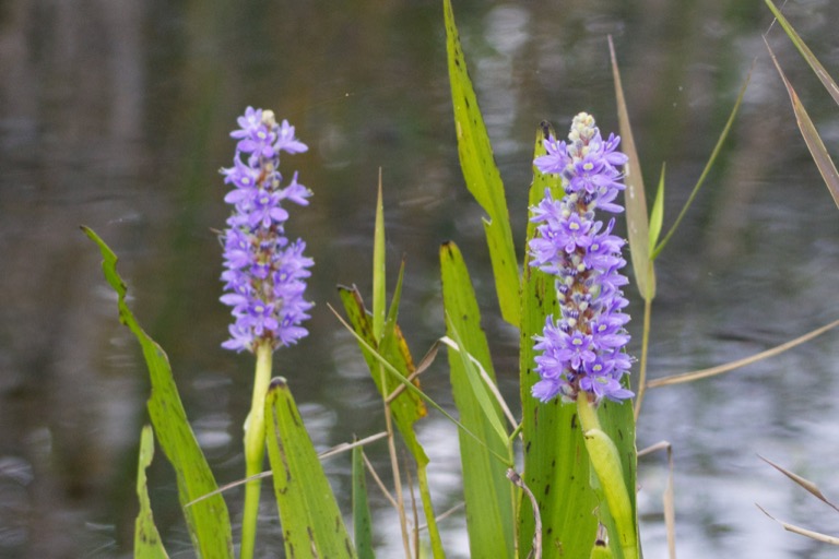 Pickerelweed