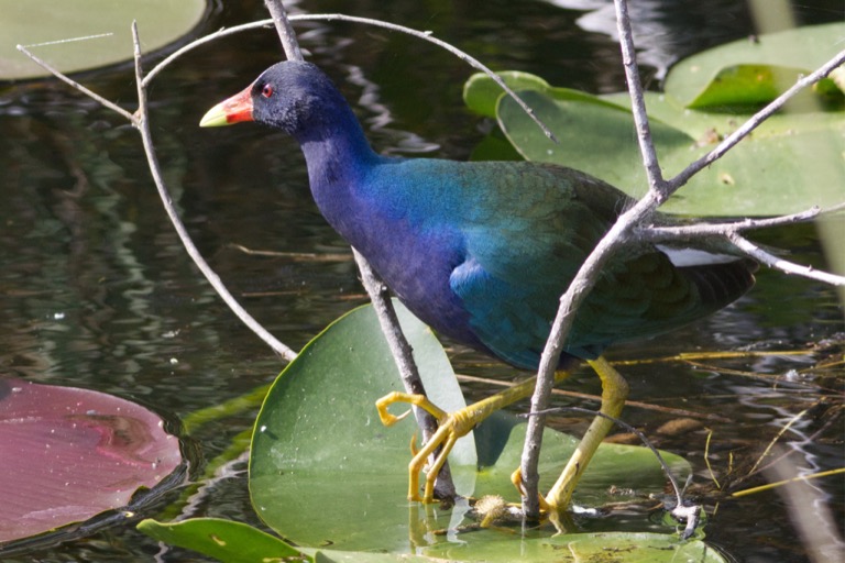 Purple Galinule