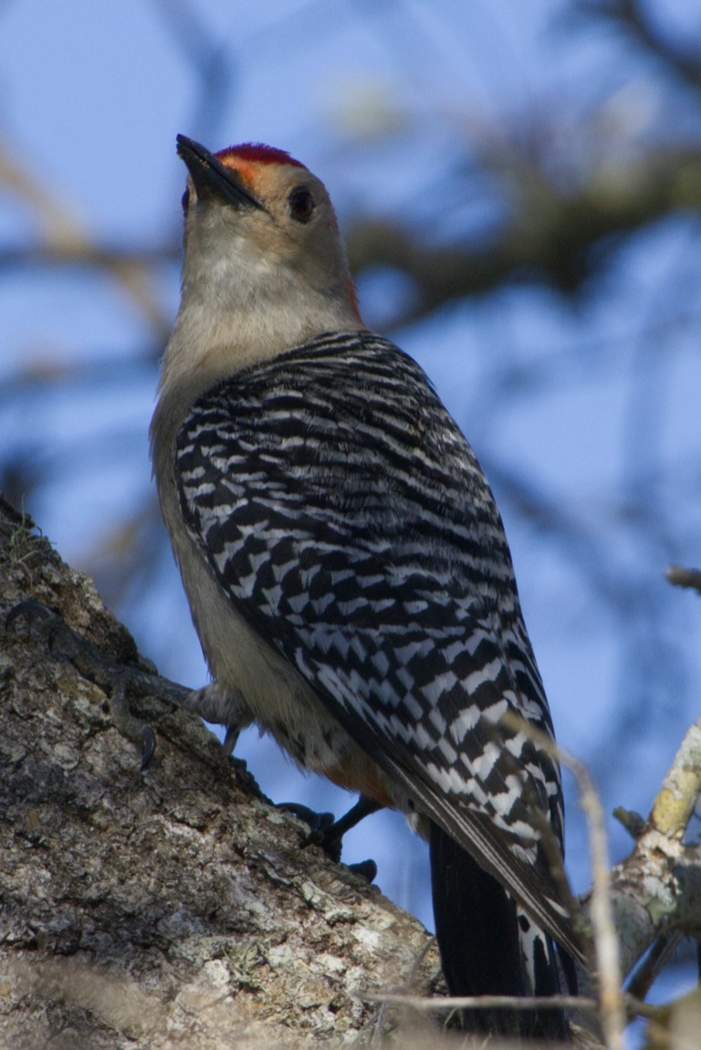 Red-bellied Woodpecker