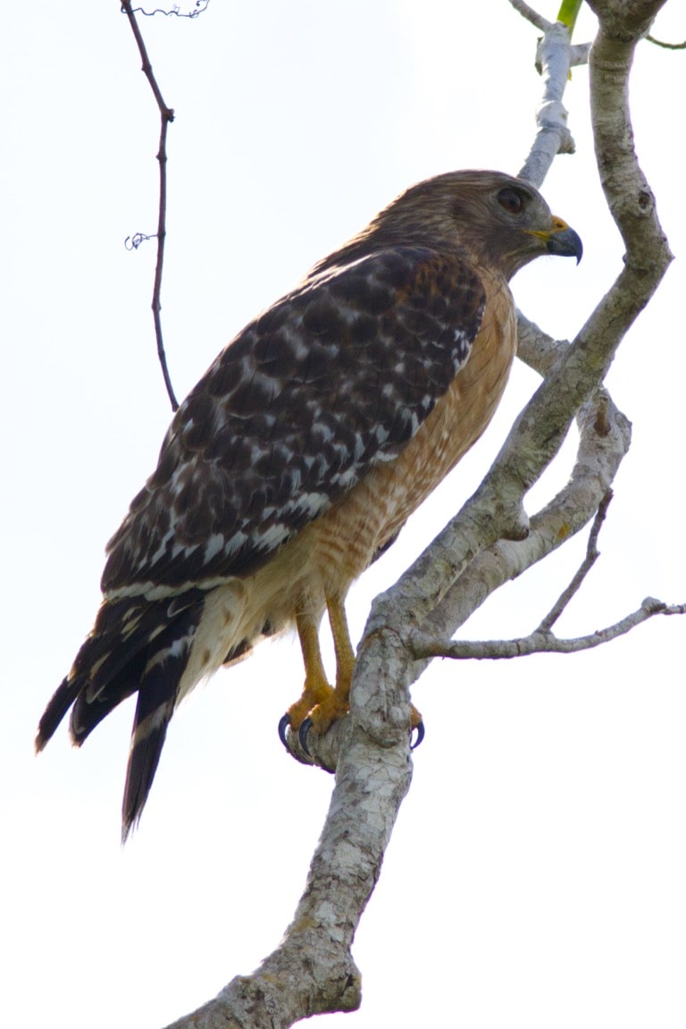 Red-shouldered Hawk