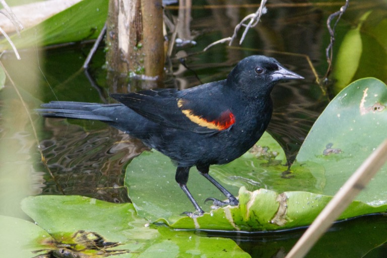 Re-winged Blackbird