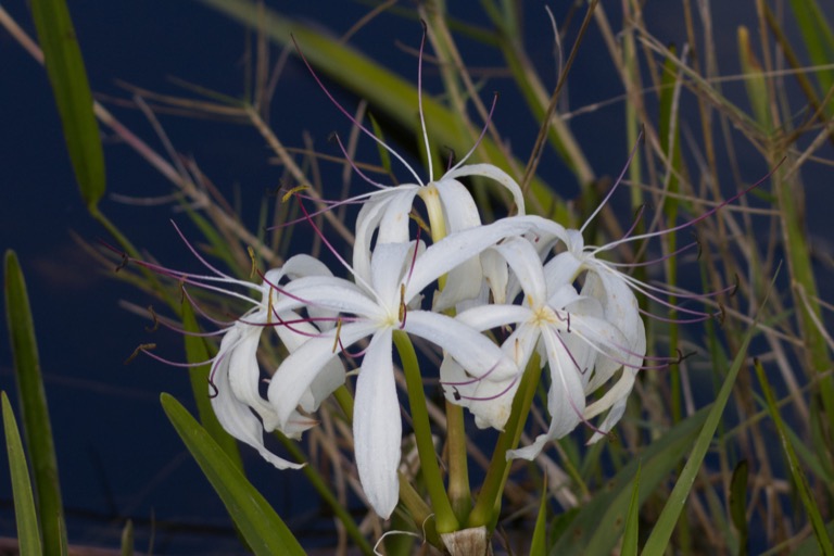 Southern Swamp Crinum also called a Swamp Lily