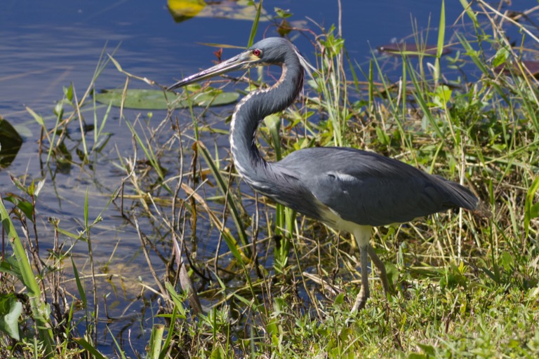 Tri-colored Heron