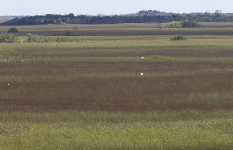 Wetlands