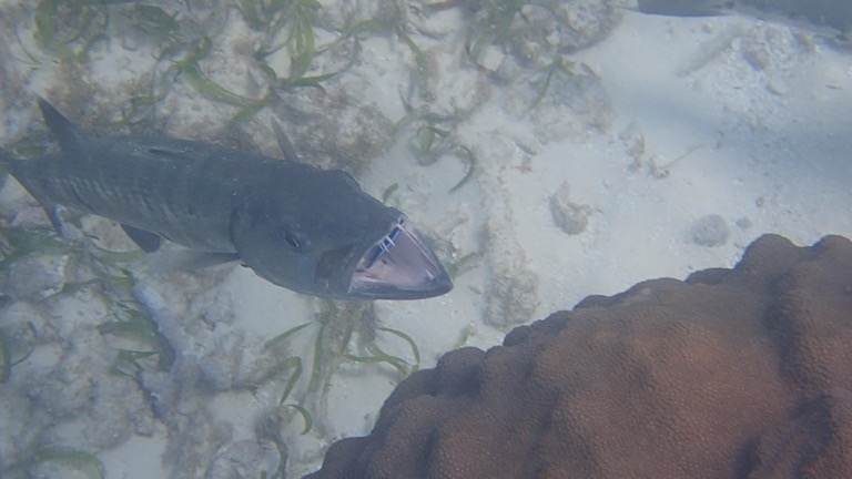 Barracuda with cleaner fish in mouth