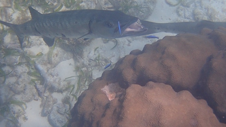 Barracuda with little blue cleaner fish