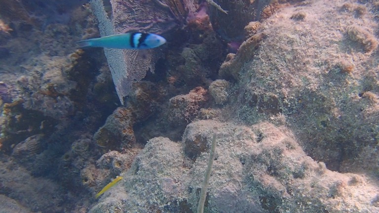 Caribbean Bluehead Wrasse