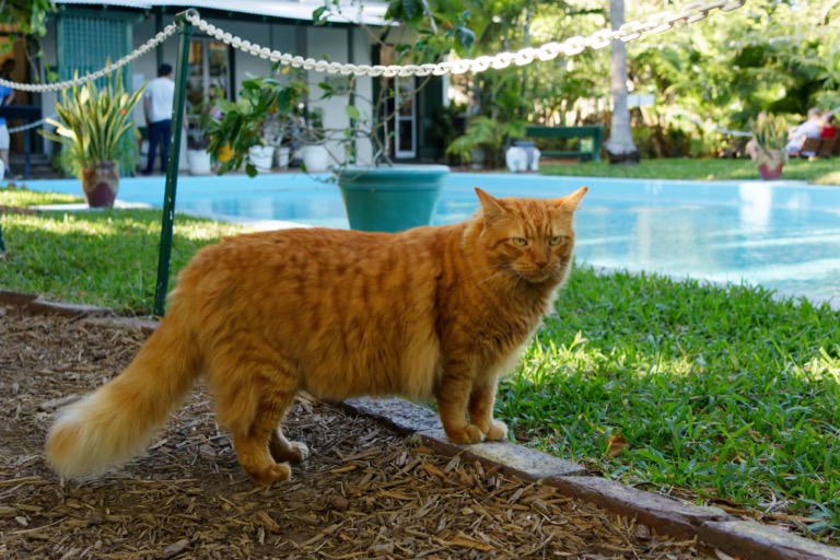 One of the Hemingway Cats (not six toed)