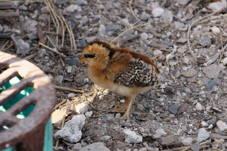 Baby chick hiding in a planter