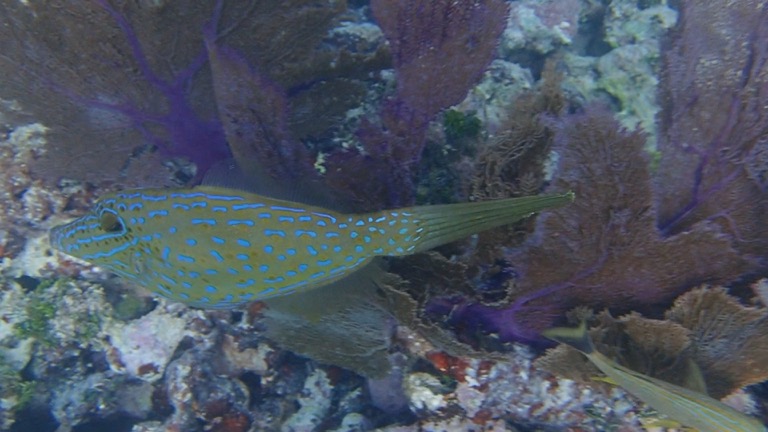 Scrawled Filefish