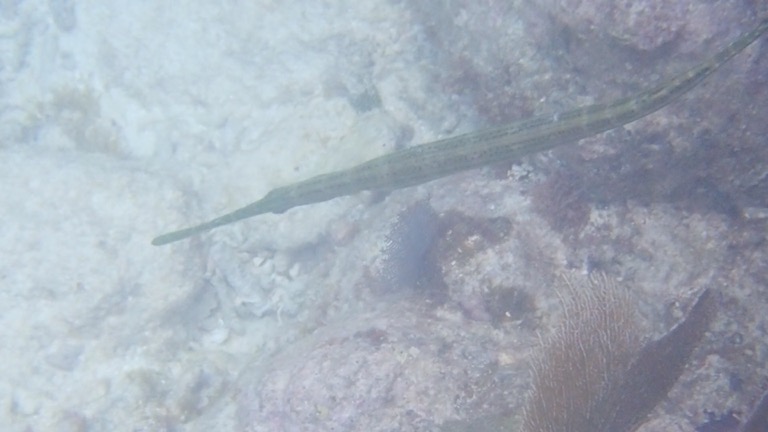 Trumpetfish