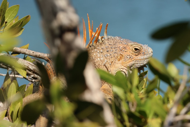 Green Iguana in a tree